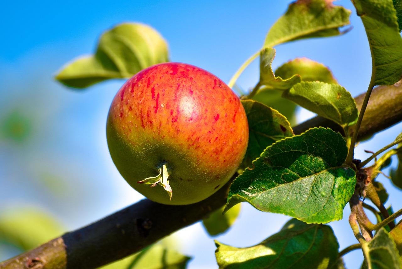 entdecken sie effektive methoden zur detoxifikation, um ihren körper zu reinigen und ihr wohlbefinden zu steigern.